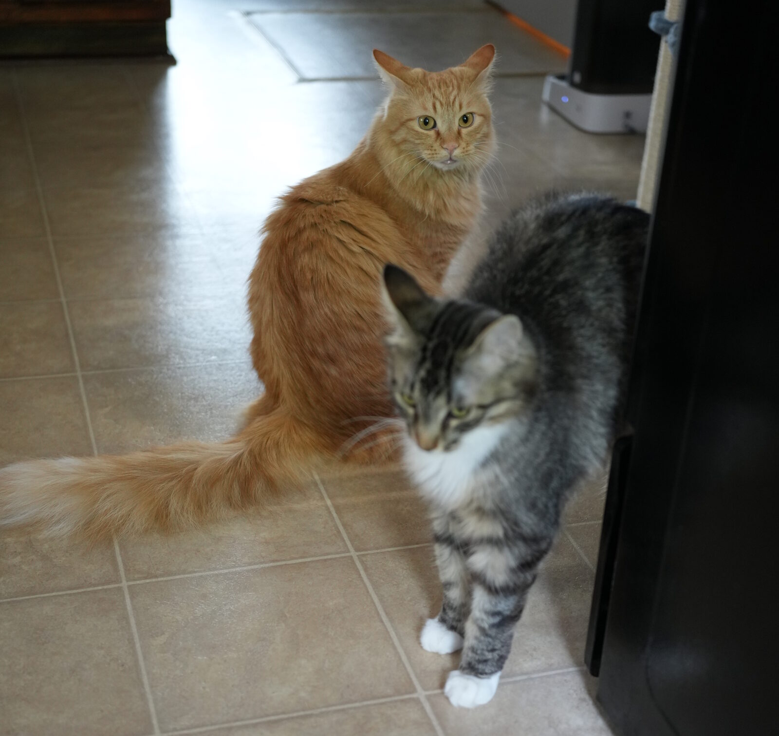 Herbie the orange longhair sitting beside Leo the grey tabby, showing thick coats