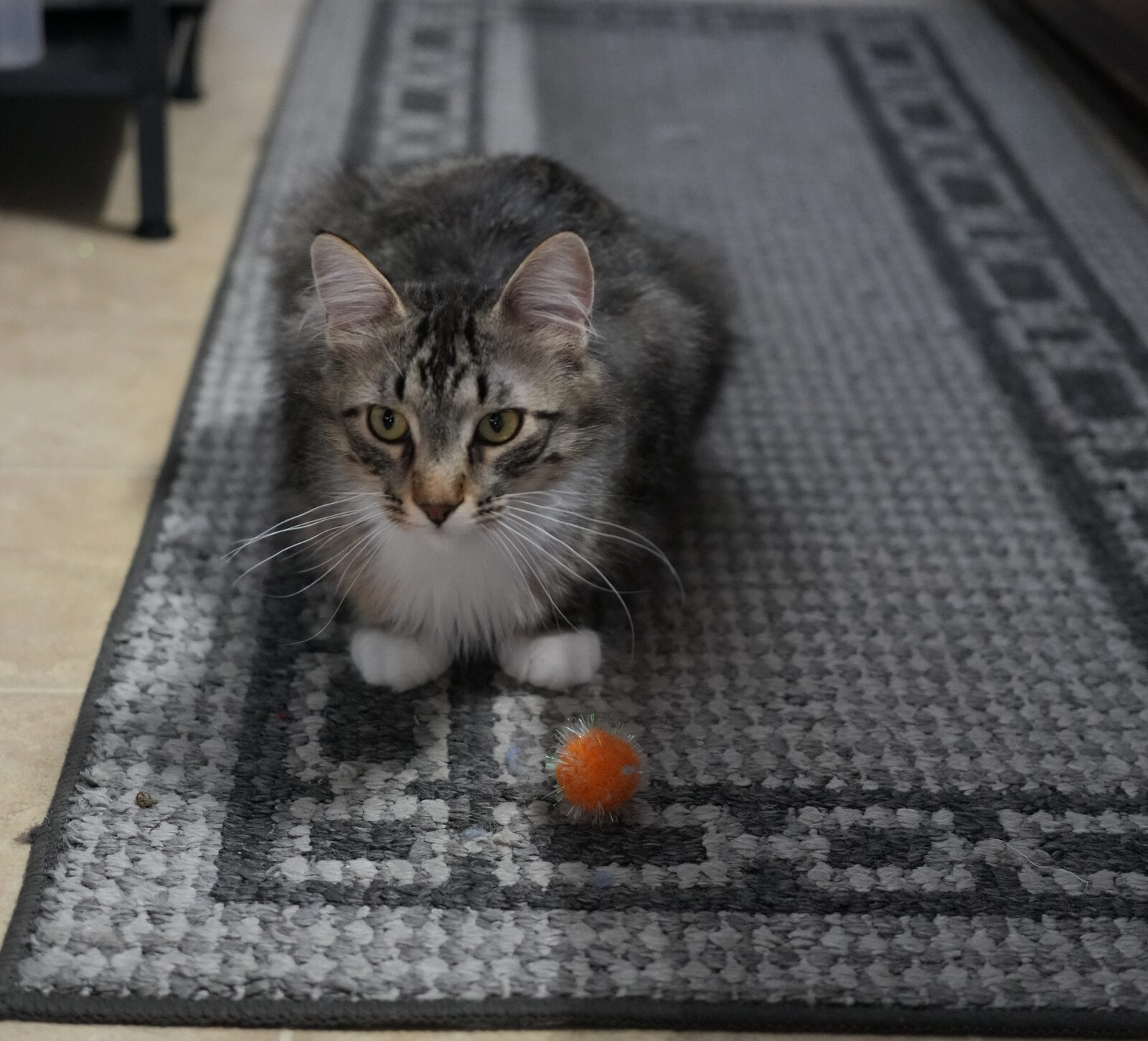 Leo, a grey tabby with a white chest and white socks, crouched on a rug eyeing an orange toy