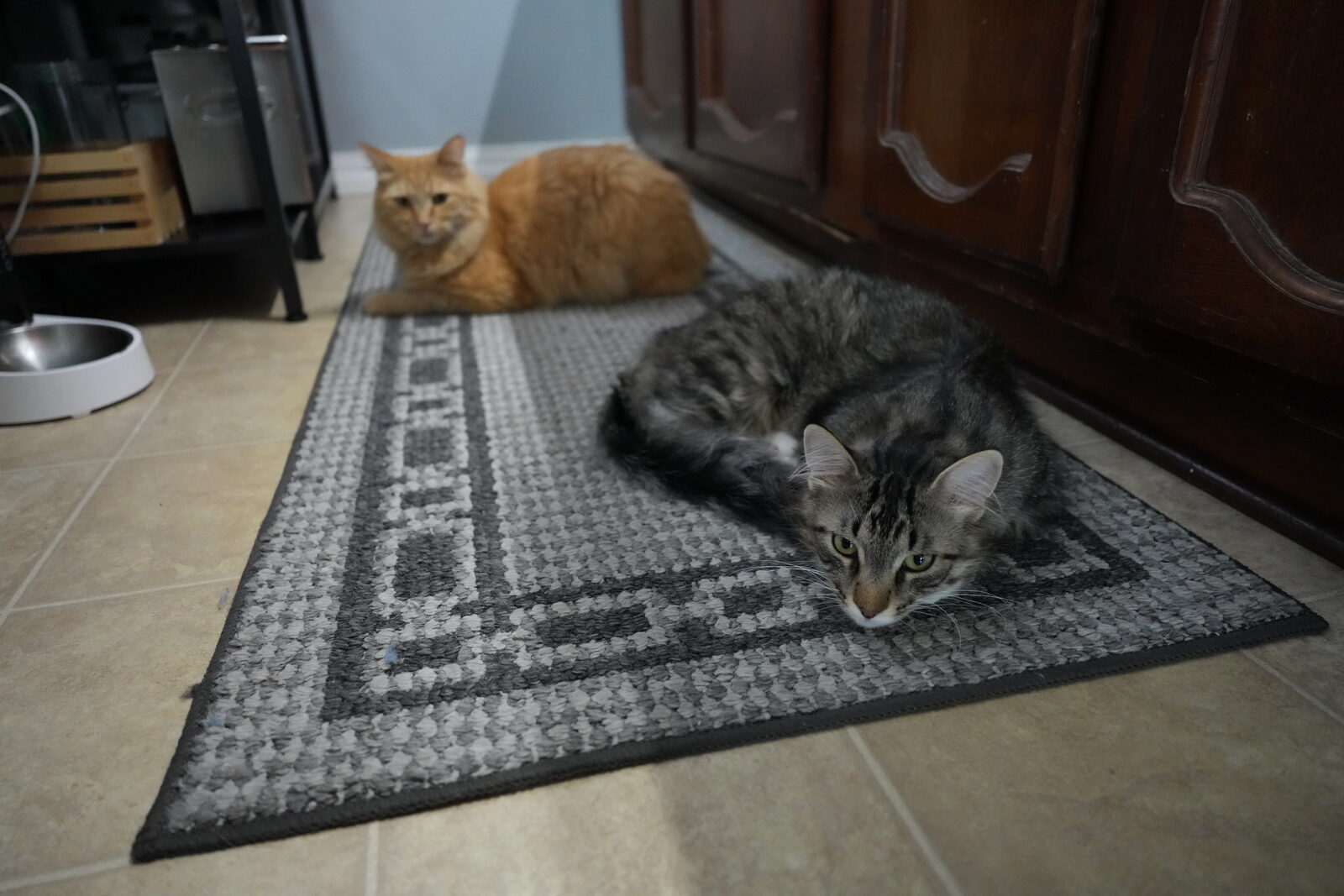 Leo, a grey tabby with a white chest, and Herbie, an orange longhair, resting together on a kitchen mat