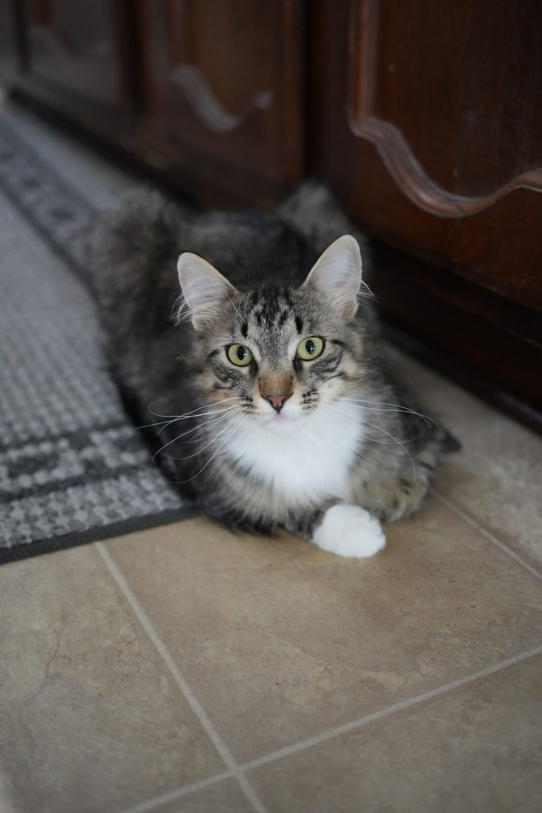 Leo, a long-haired grey tabby with a white chest, looking up at the camera on a kitchen floor