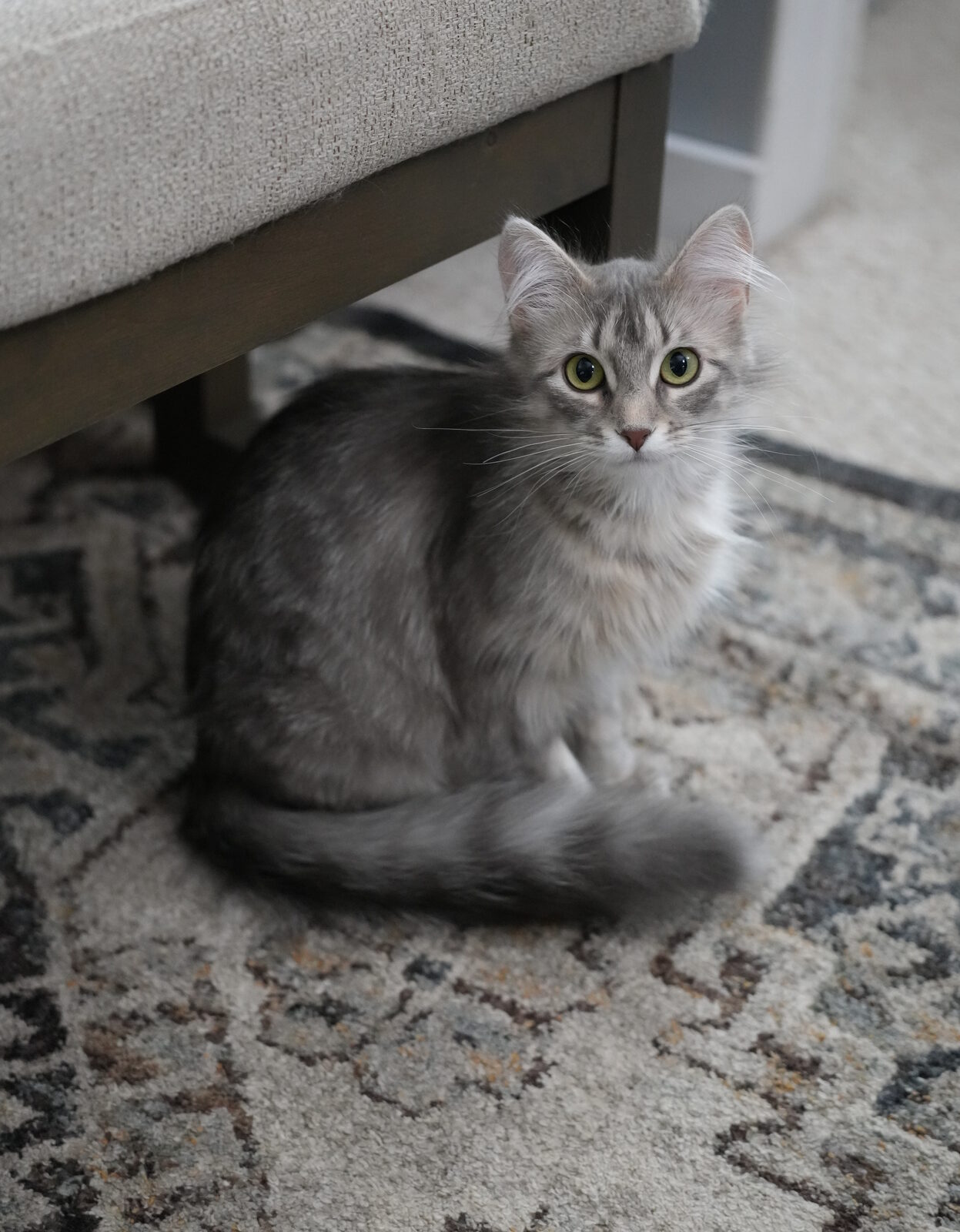 Luna, a silver longhair cat, sitting on a cream patterned area rug under a small ottoman