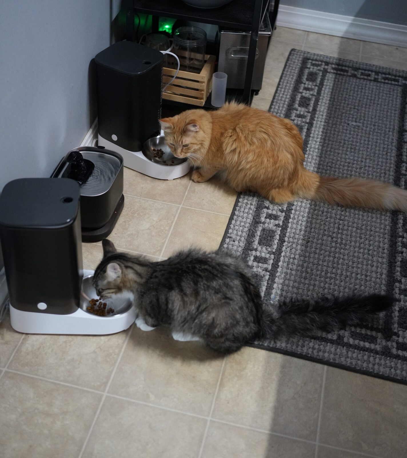 Herbie and Leo eating from white Petkit FreshElement Solo automatic cat feeders side by side