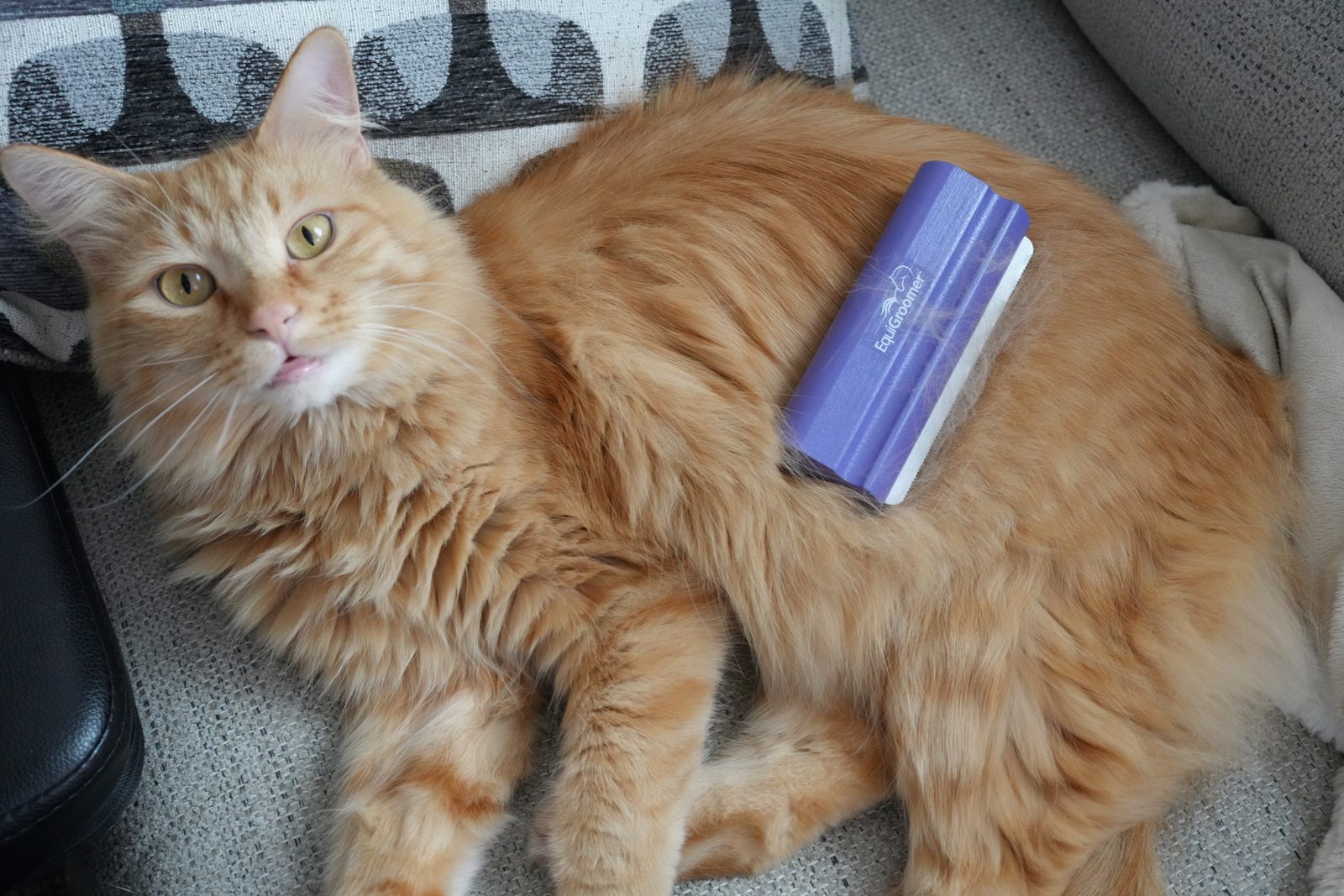 Herbie the orange longhair being groomed with the EquiGroomer brush