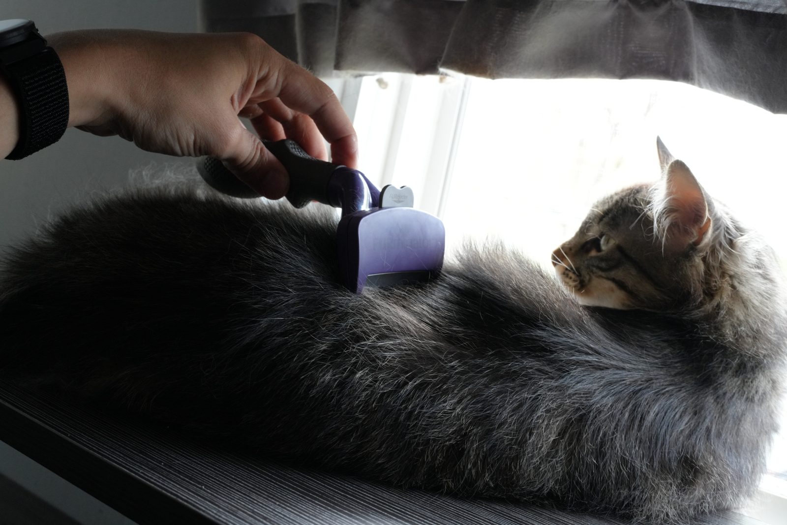 Leo being brushed with the FURminator, with a clump of grey undercoat hair in frame