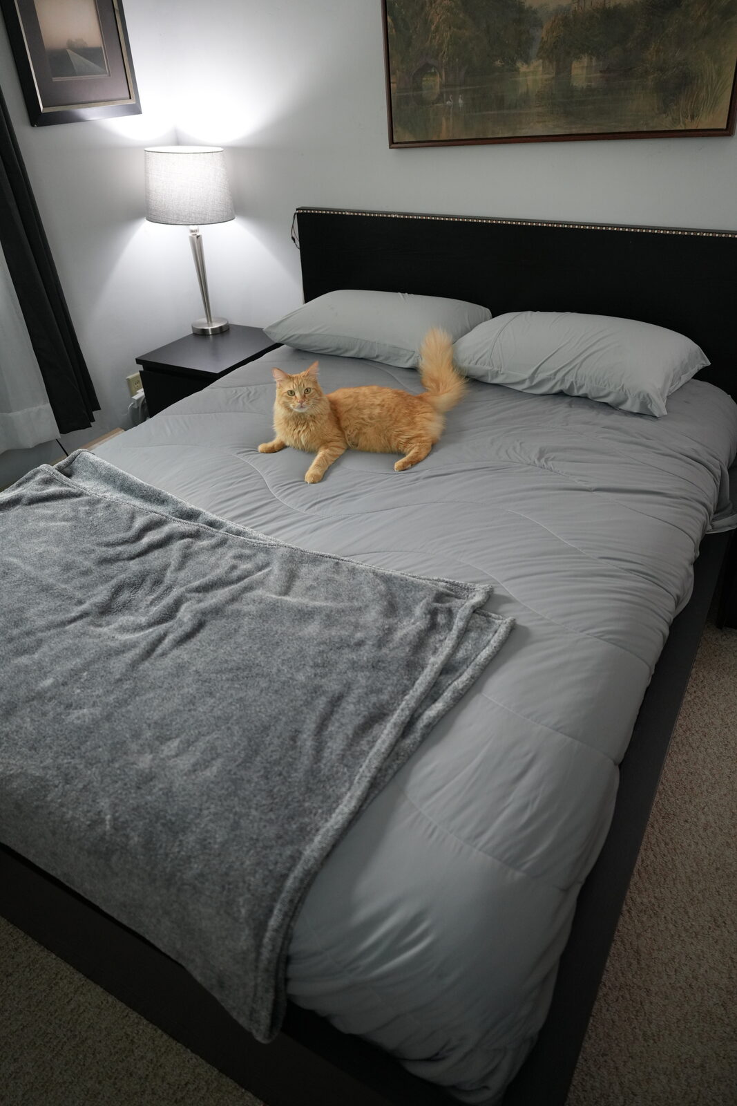 Herbie the orange longhair lounging on smooth grey REST cooling bedding